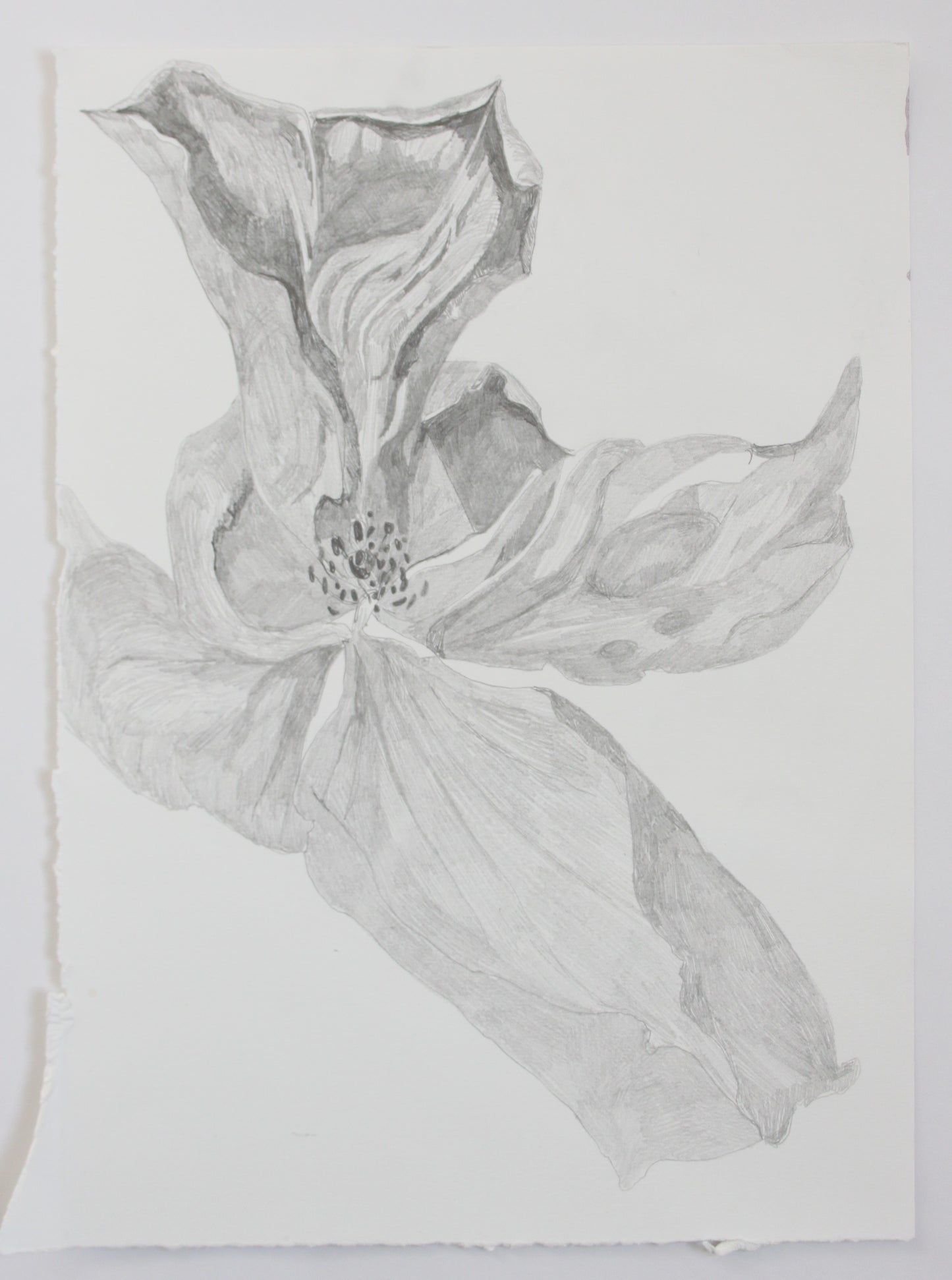 Rose Pencil Drawing