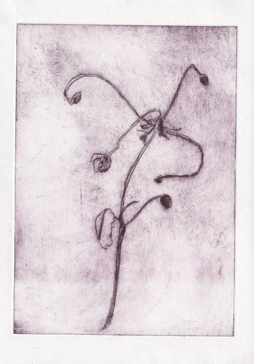 Anemone Seed head III