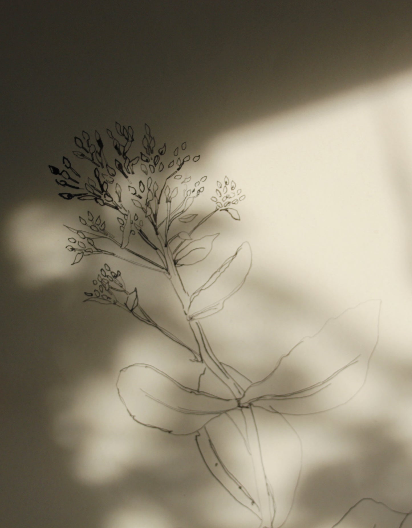 Sedum