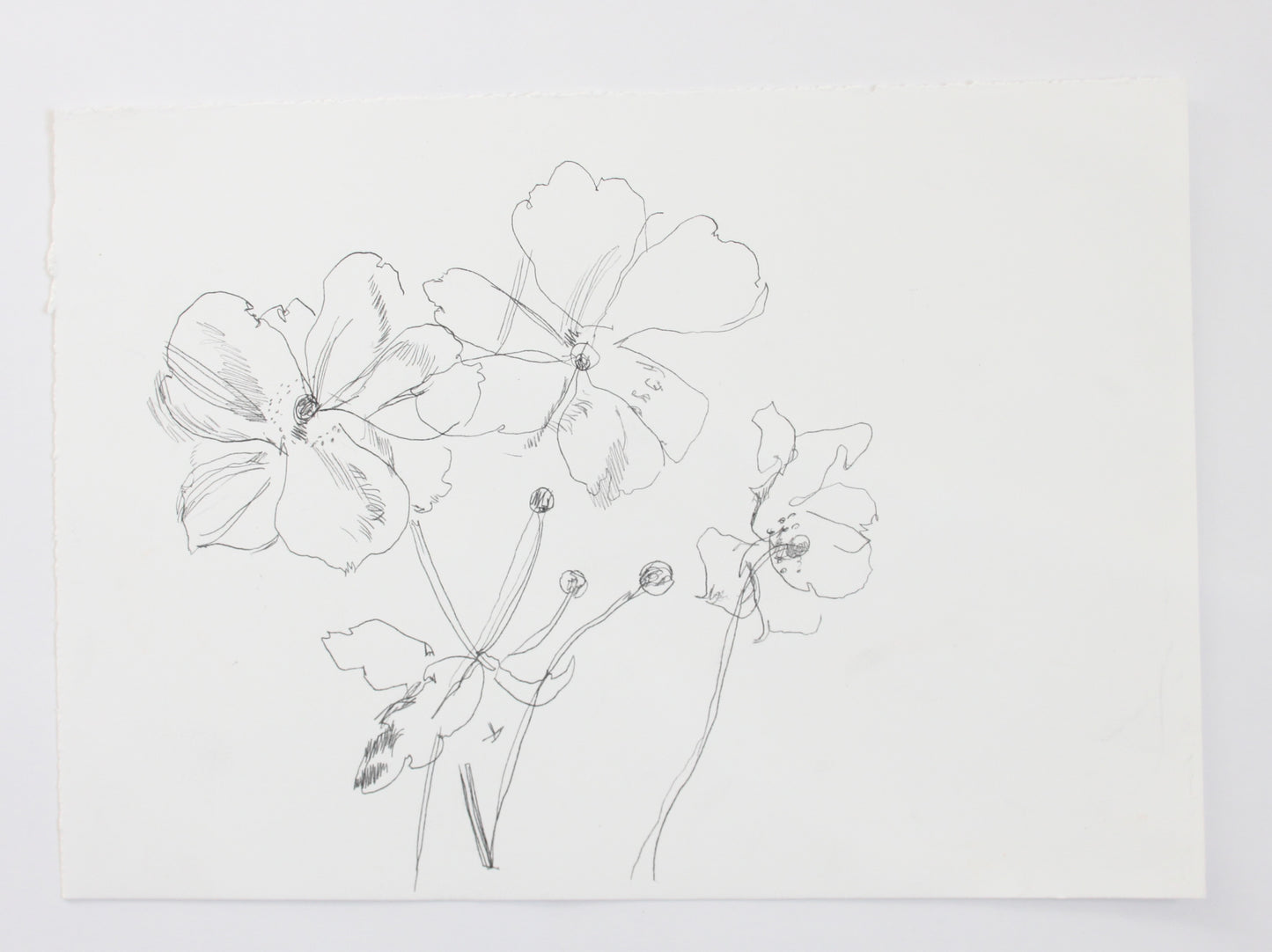 Kew Rose Line Drawing II