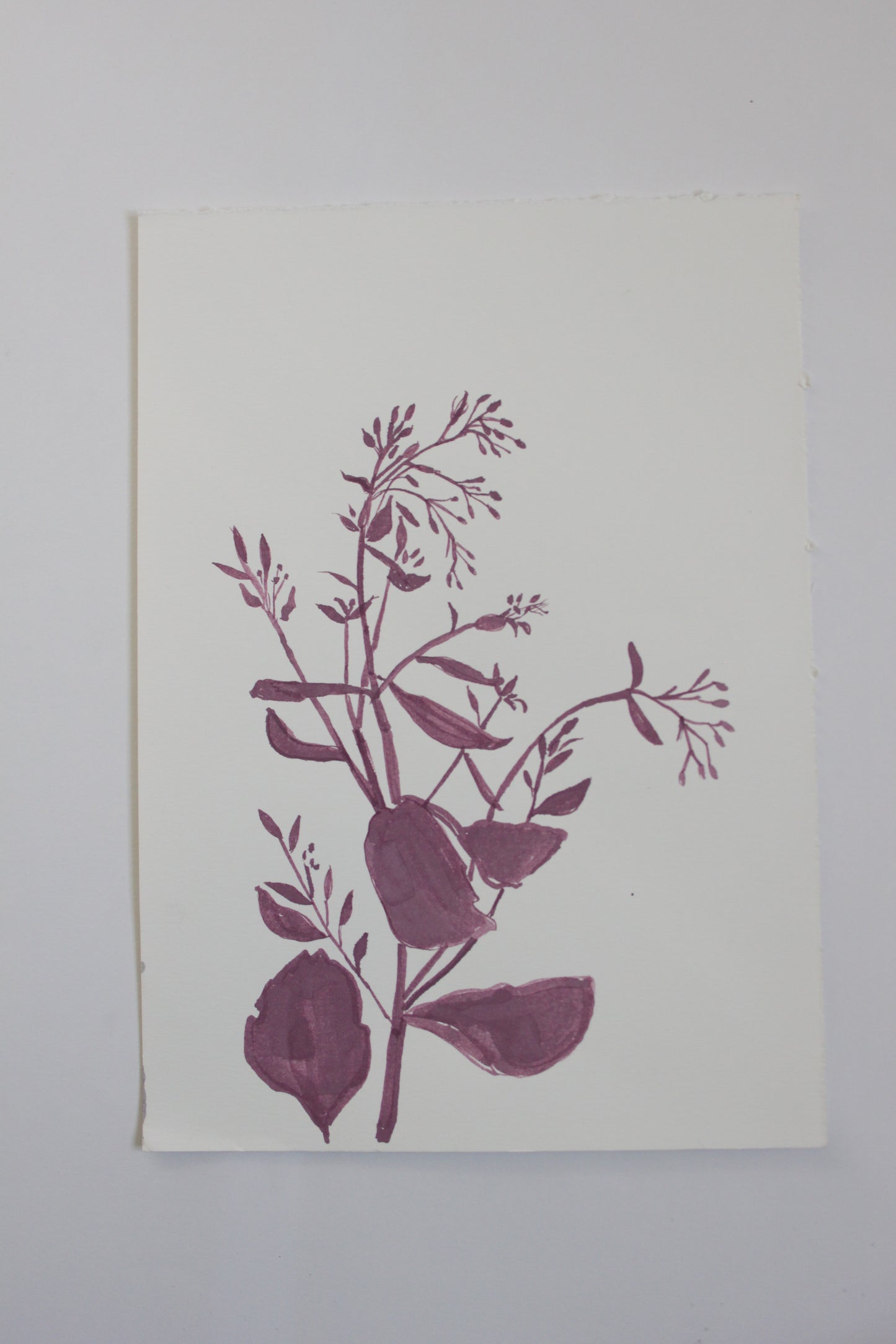 Sedum Ink Drawing