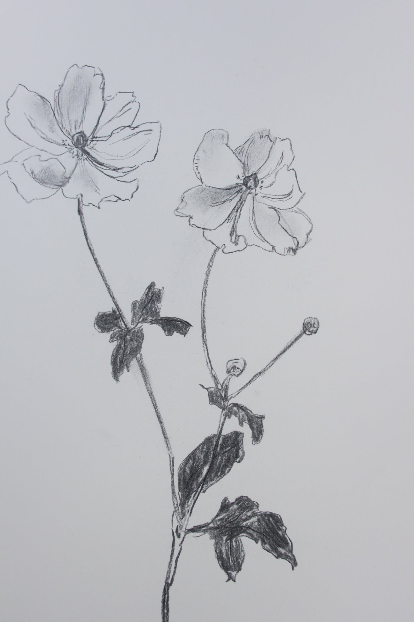 Anemone Charcoal Drawing