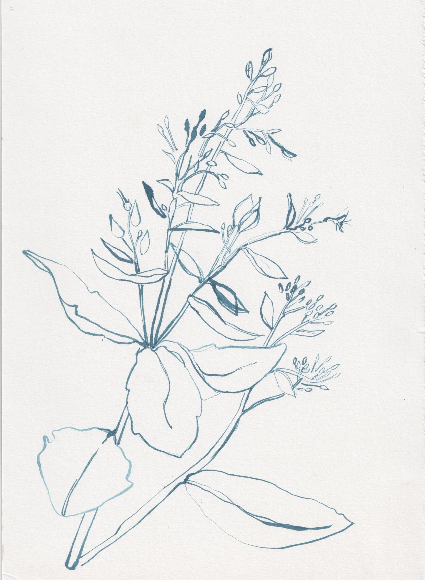 Sedum outline drawing