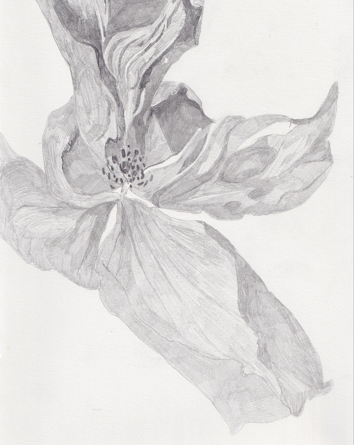 Rose Pencil Drawing
