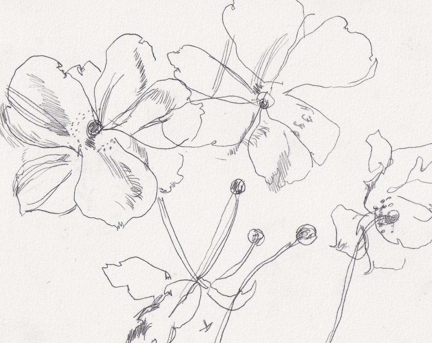Kew Rose Line Drawing II