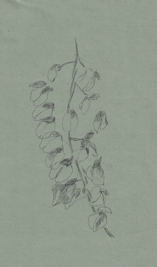 Wisteria Flower IIII