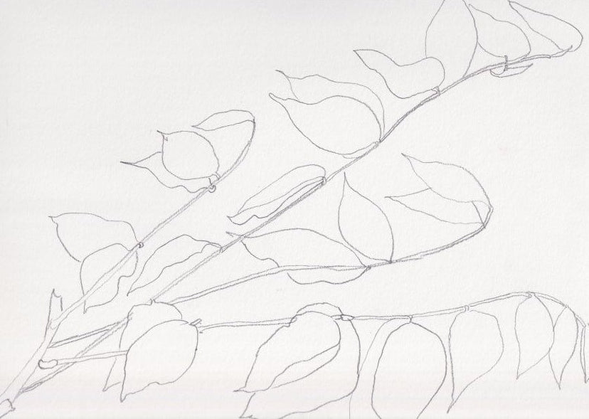 Wisteria leaves II
