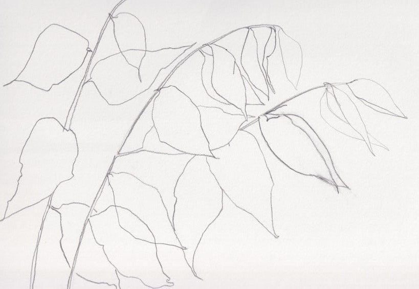 Wisteria leaves