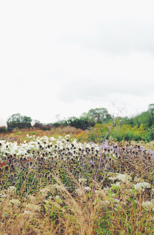 The Piet Odulf Field in Somerset