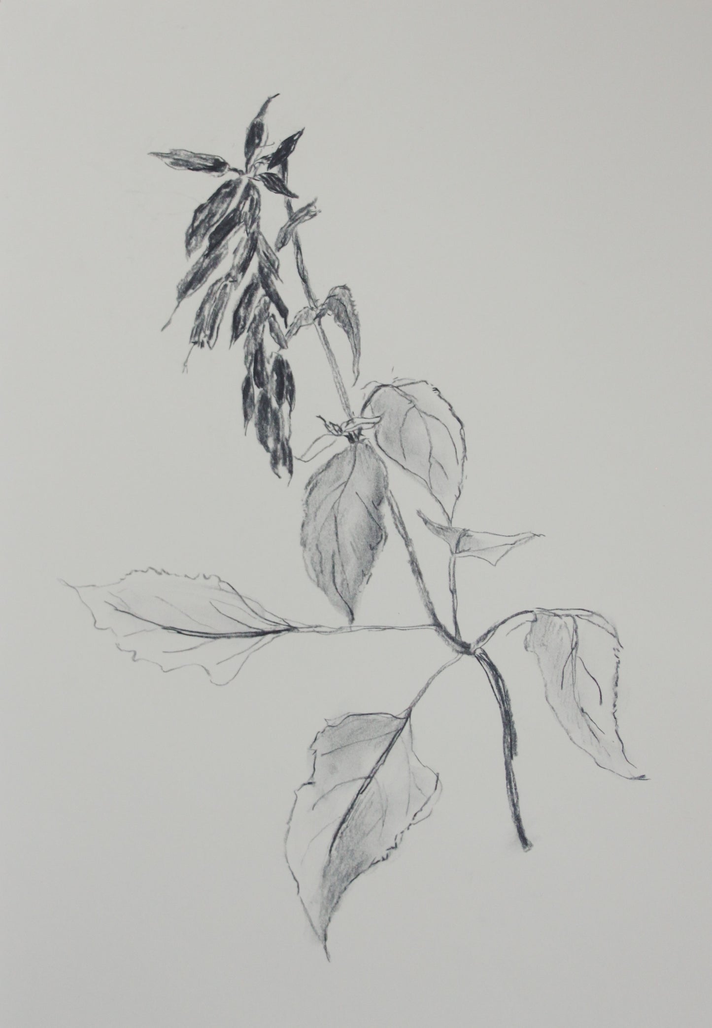 Salvia Charcoal Drawing
