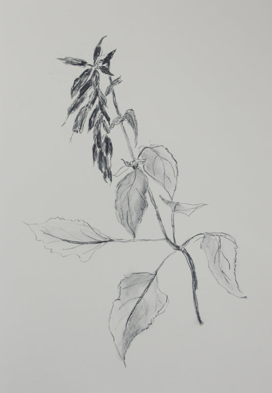 Salvia Charcoal Drawing