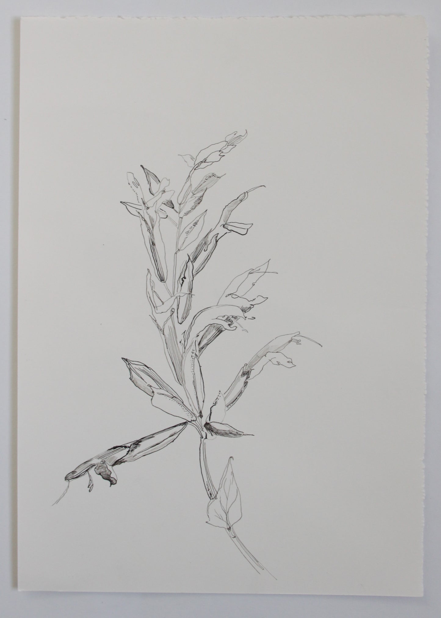 Salvia Amistad Ink Drawing