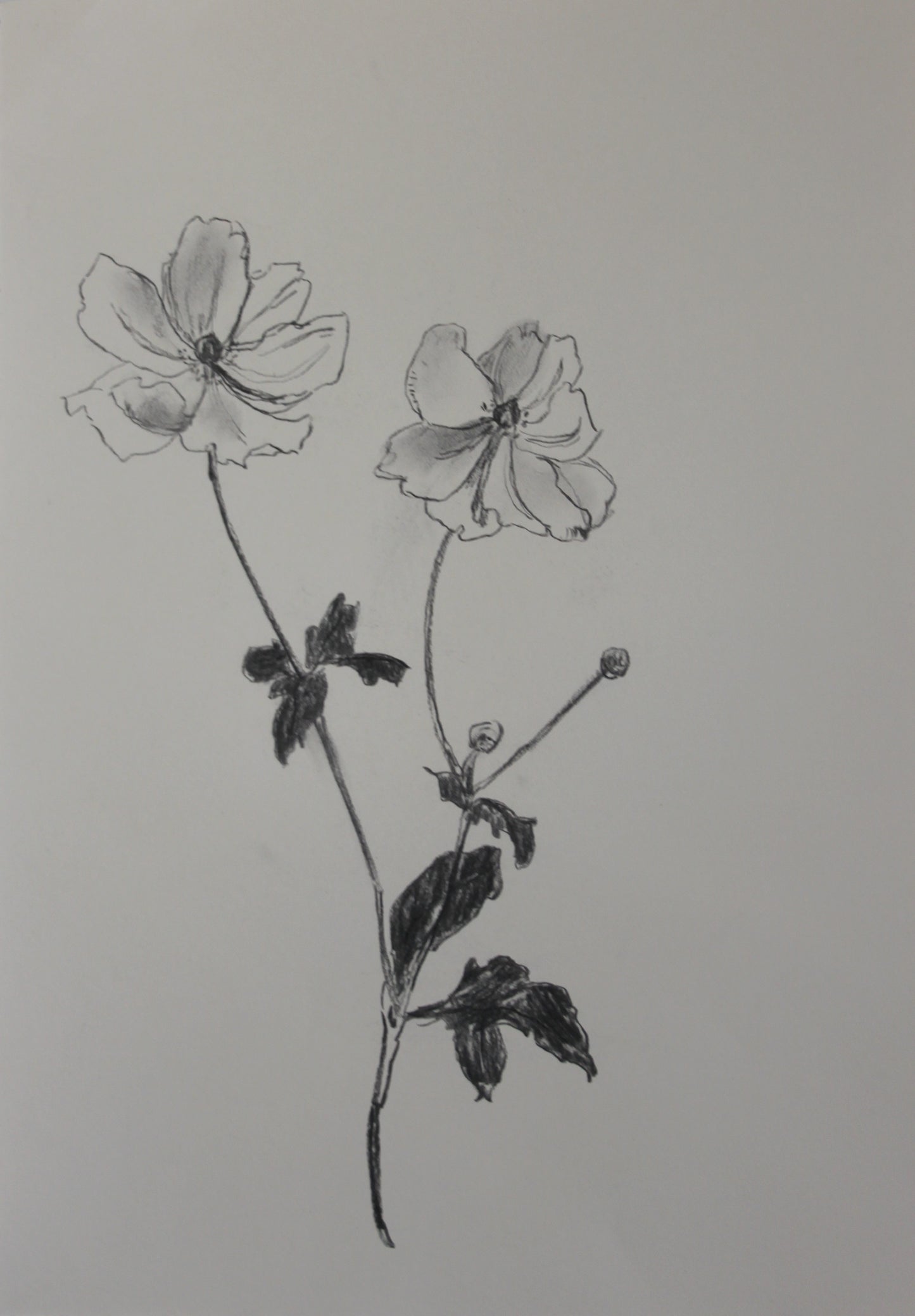 Anenome Charcoal Drawing
