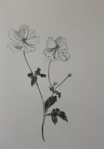 Anenome Charcoal Drawing