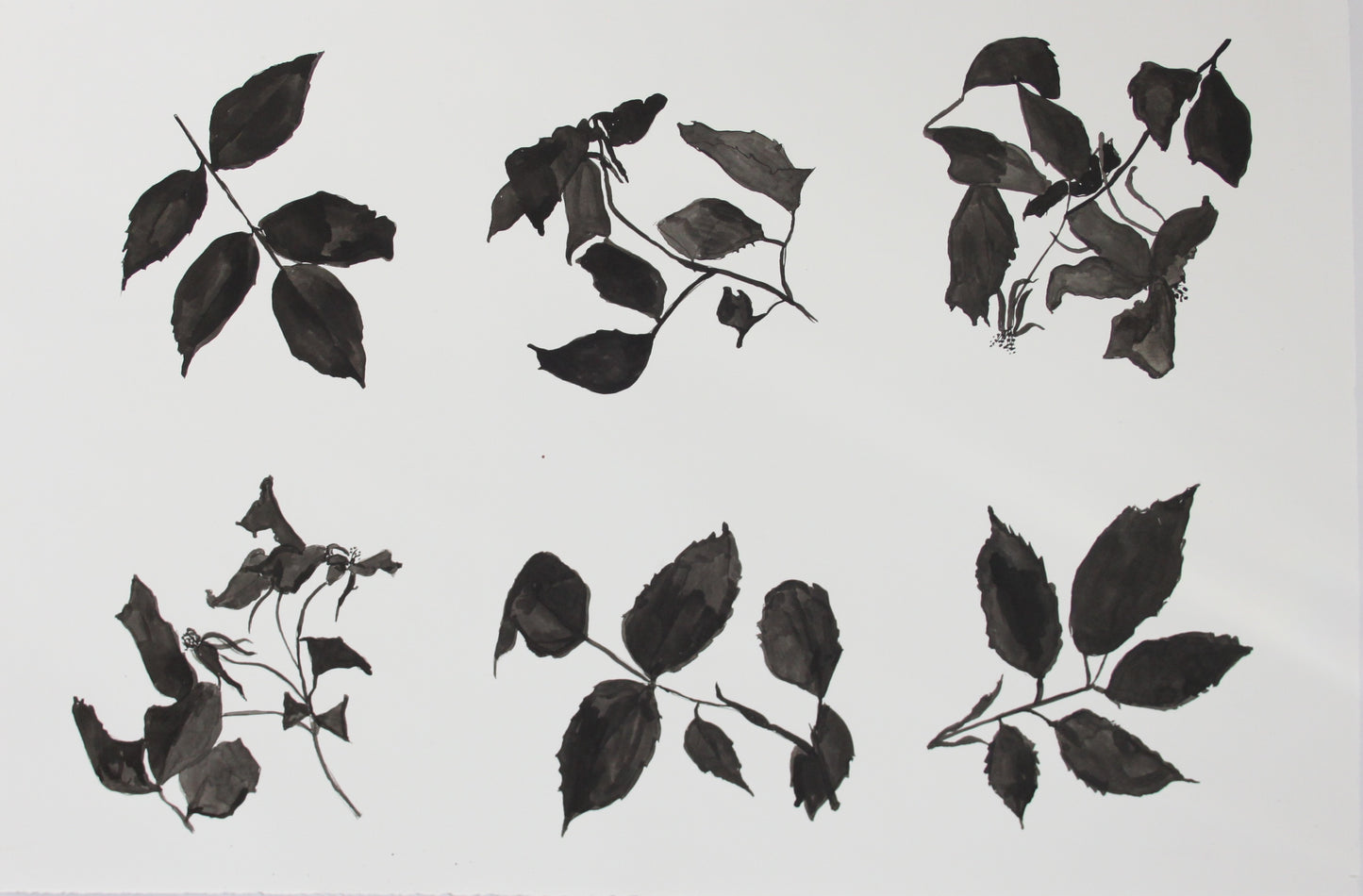 Kew Rose Studies