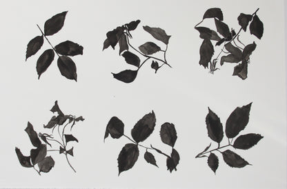 Kew Rose Studies