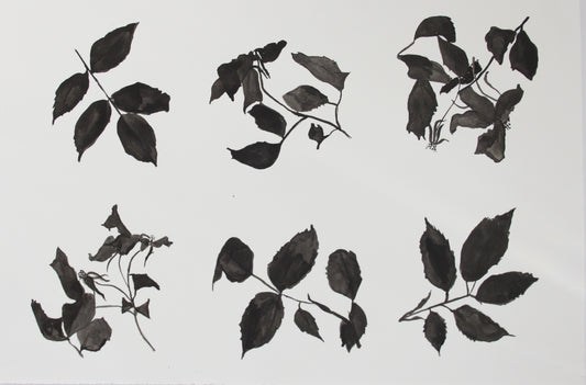 Kew Rose Studies