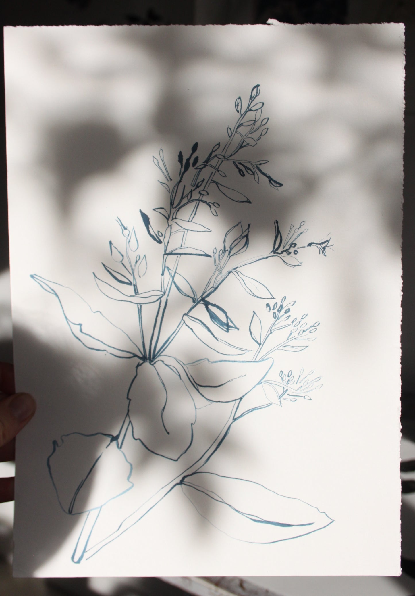 Sedum outline drawing