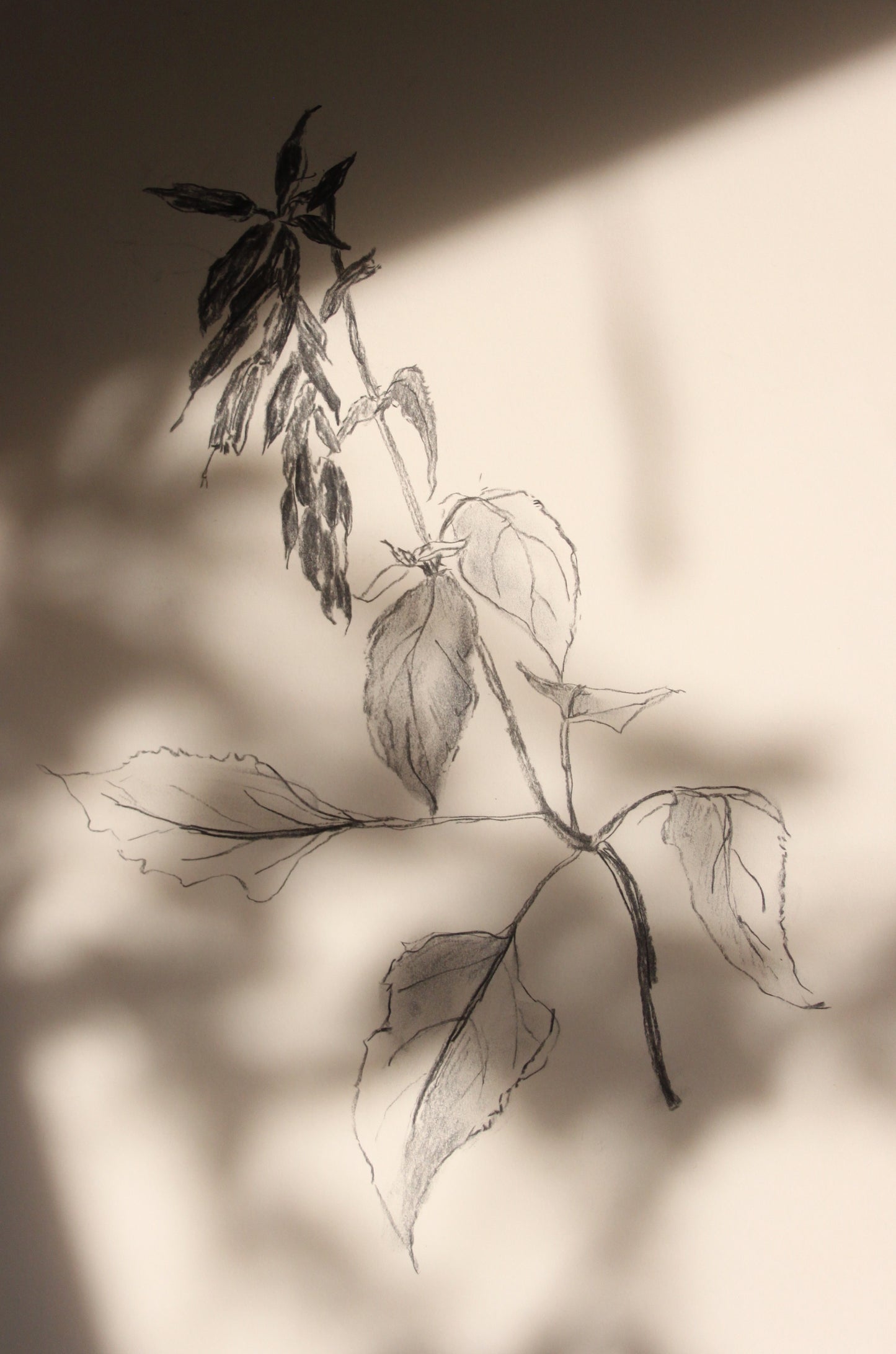 Salvia Charcoal Drawing