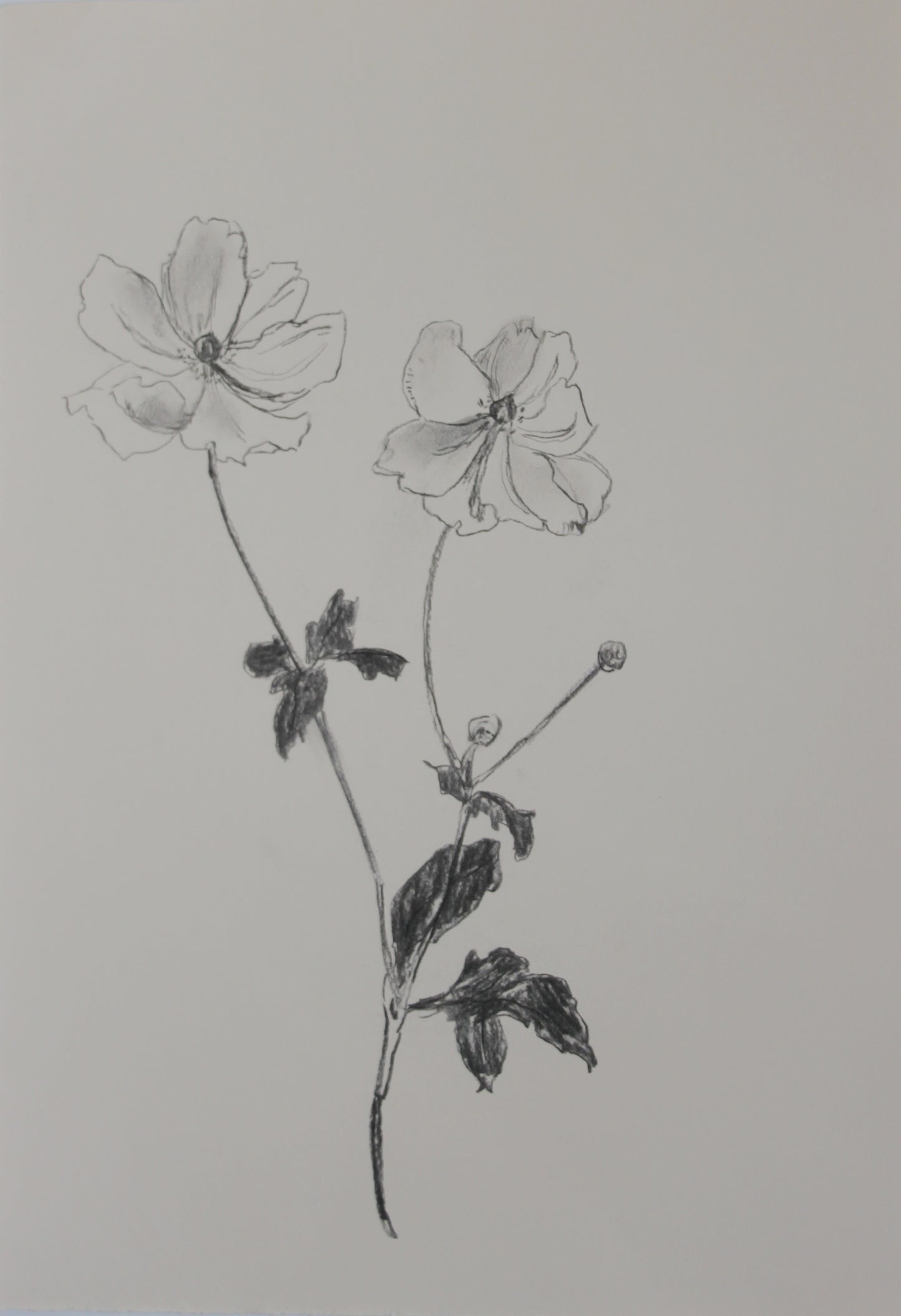 Anenome Charcoal Drawing