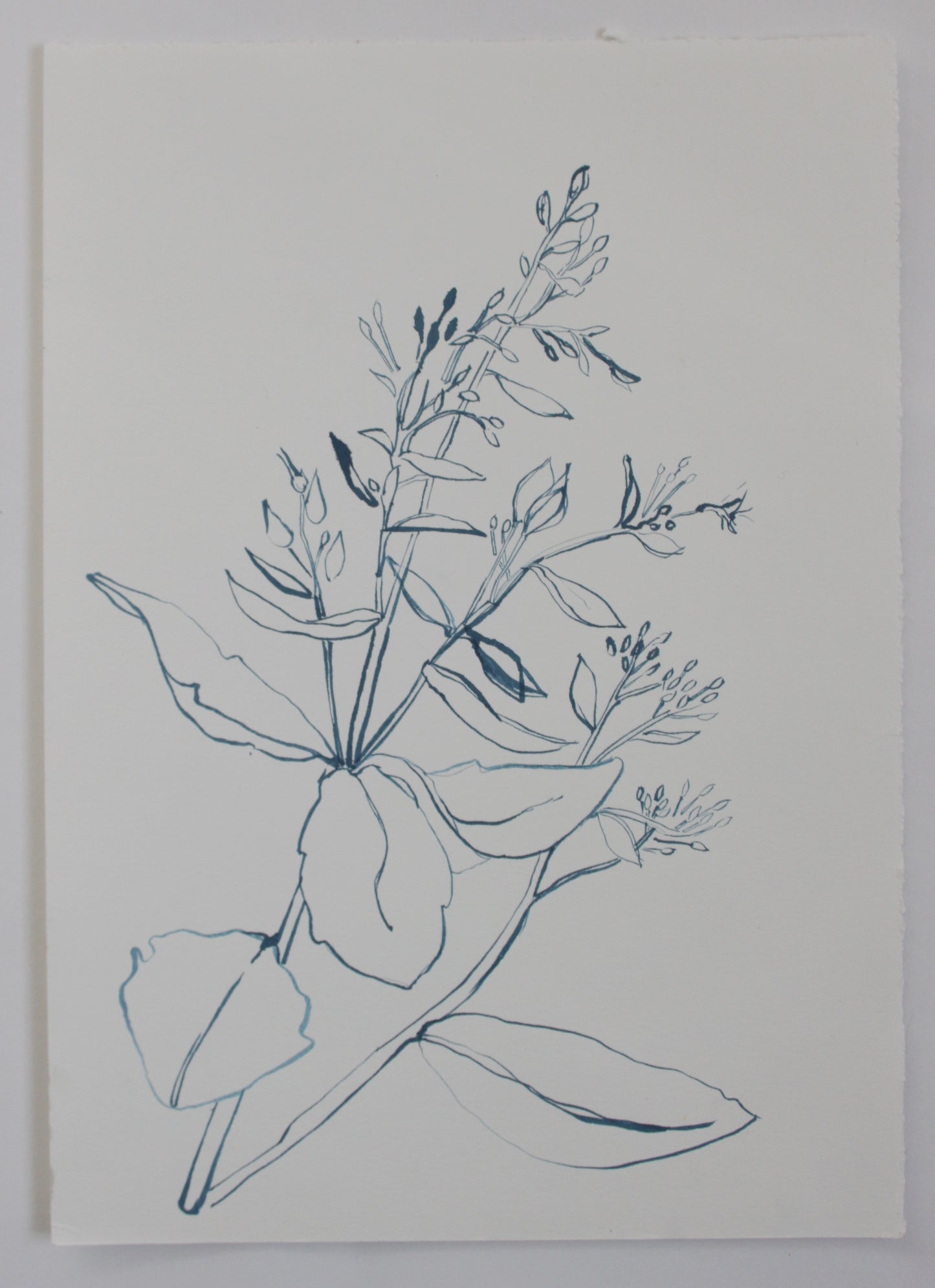 Sedum outline drawing