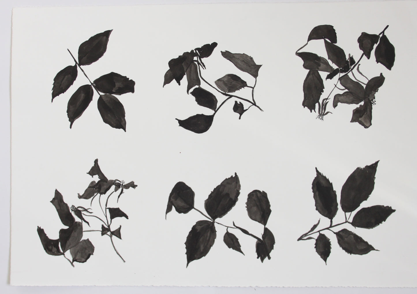 Kew Rose Studies