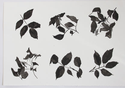 Kew Rose Studies
