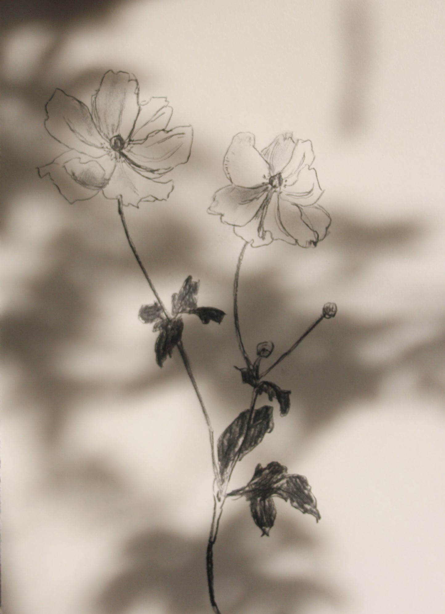 Anenome Charcoal Drawing