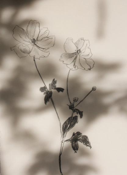 Anenome Charcoal Drawing