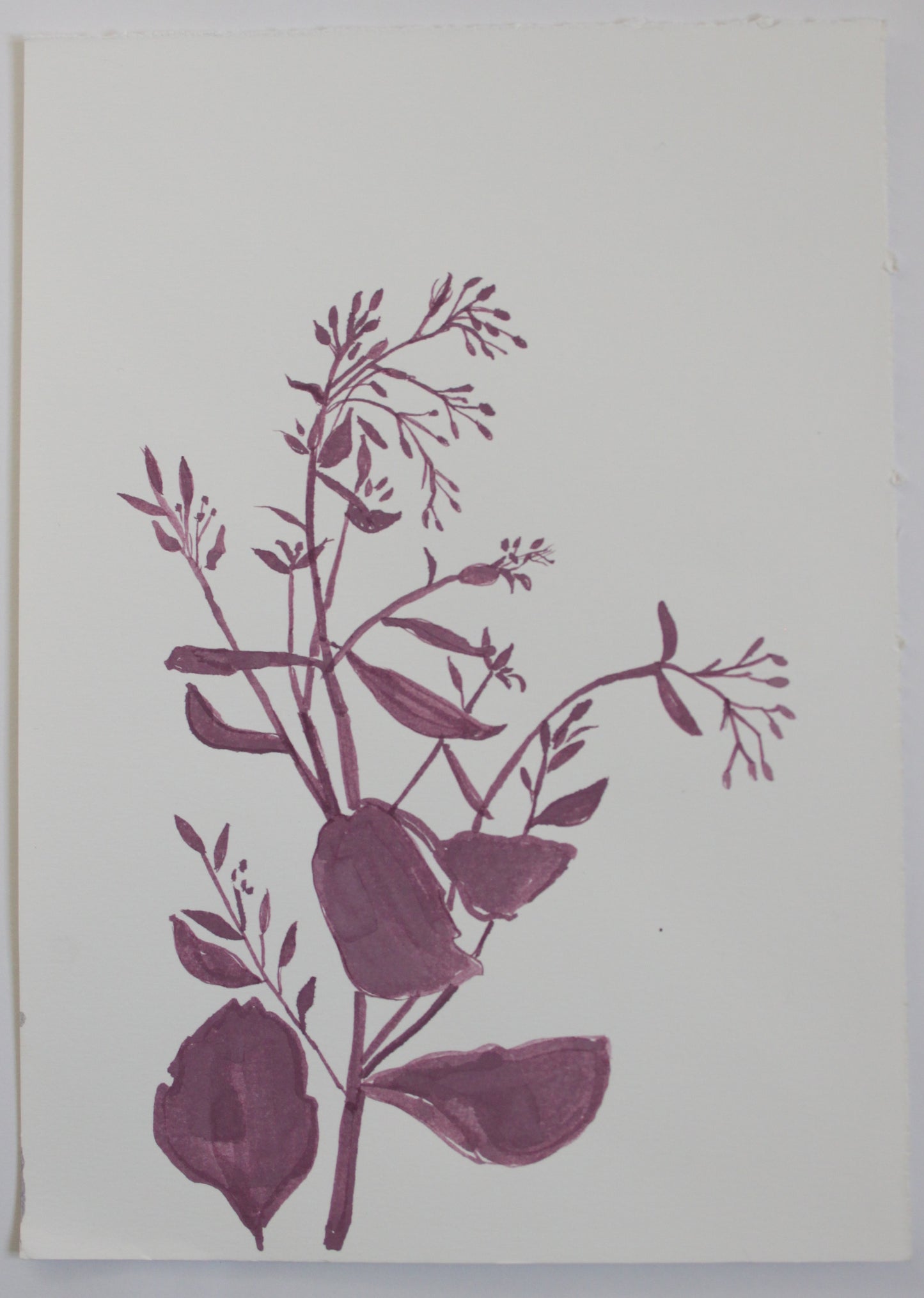 Sedum Ink Drawing