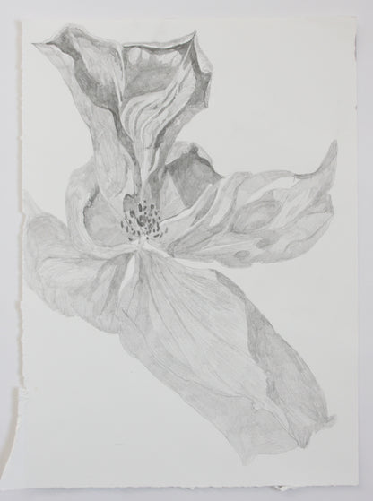 Rose Pencil Drawing