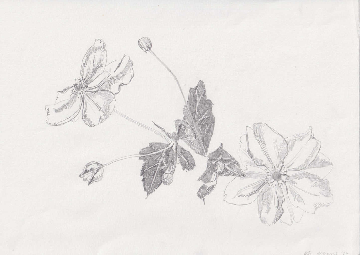 Anenome in pencil