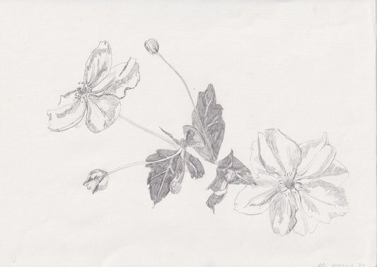 Anenome in pencil