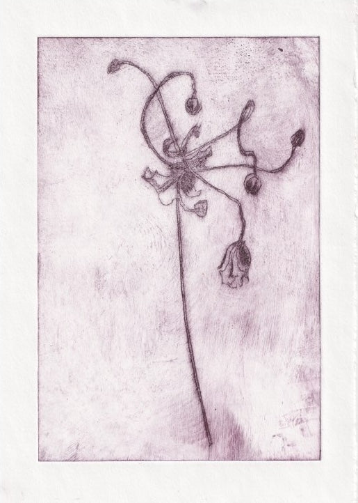 Anemone Seed head I