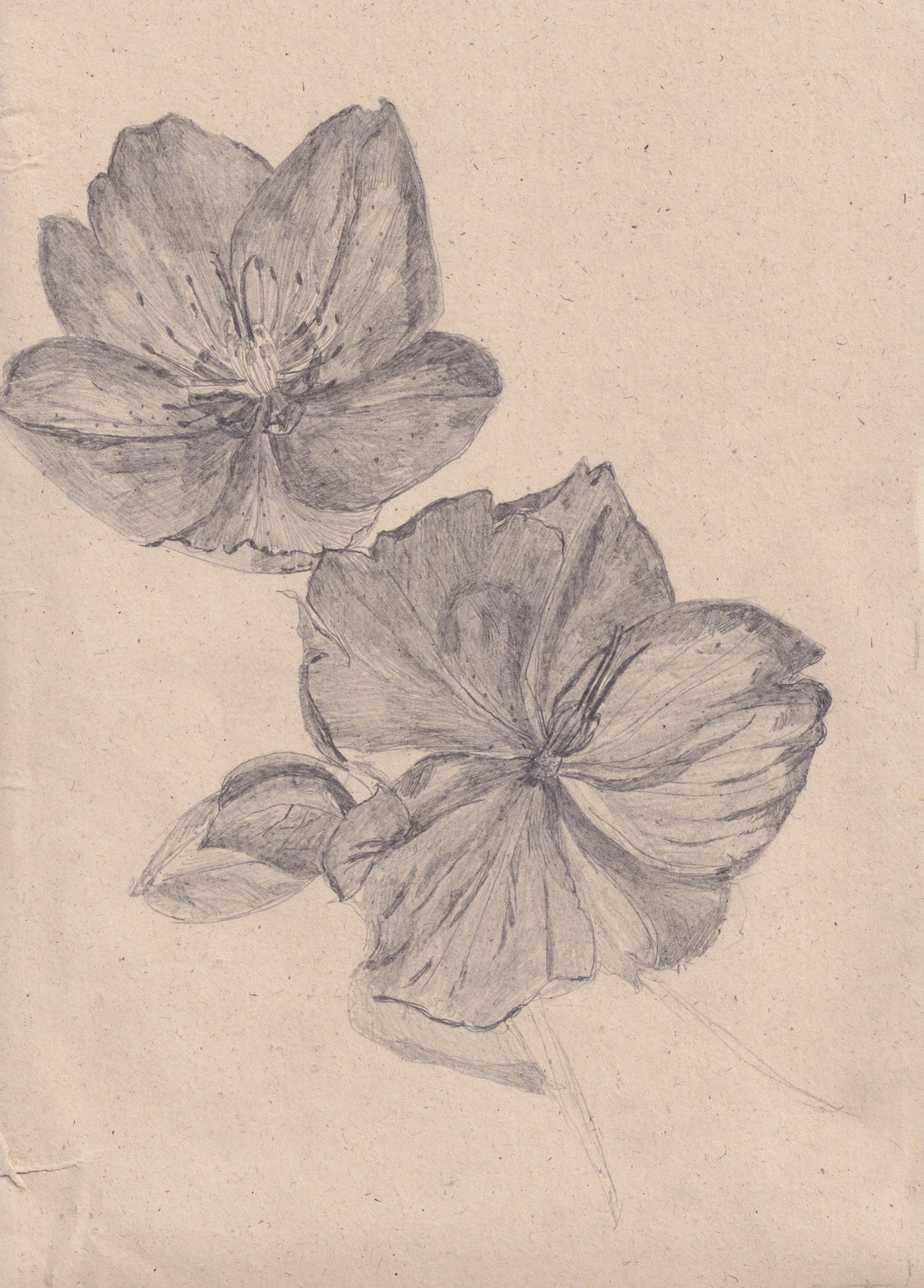 Hellebore Pencil Drawing I