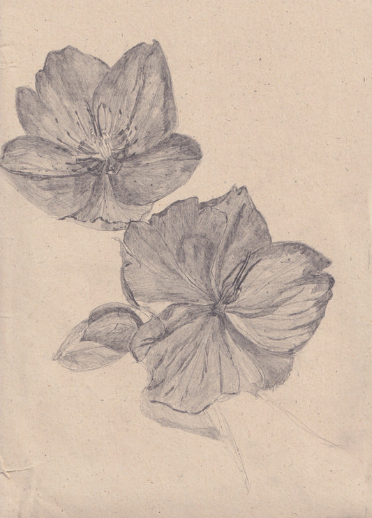 Hellebore Pencil Drawing I