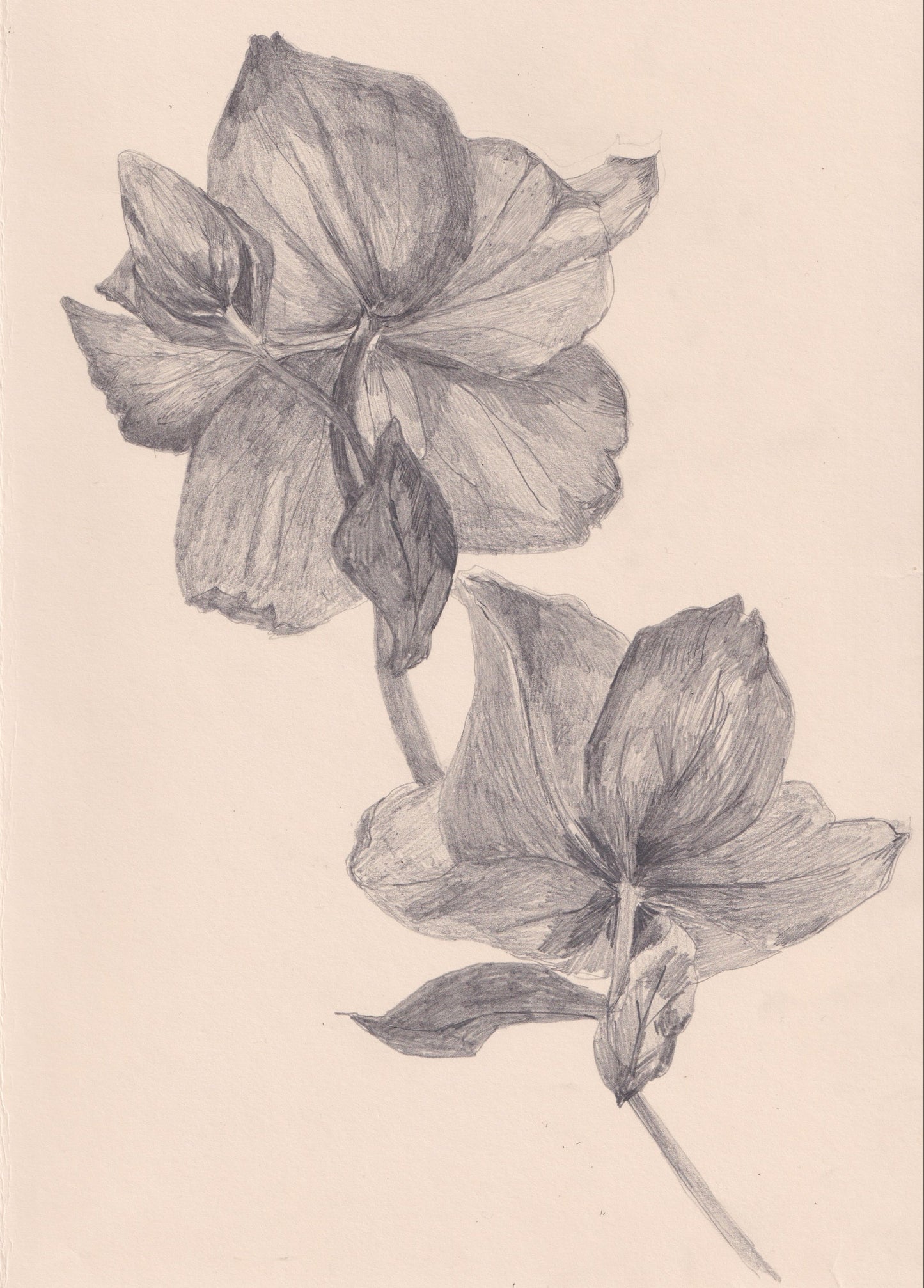 Hellebore Pencil Drawing II
