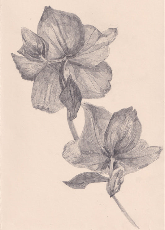 Hellebore Pencil Drawing II
