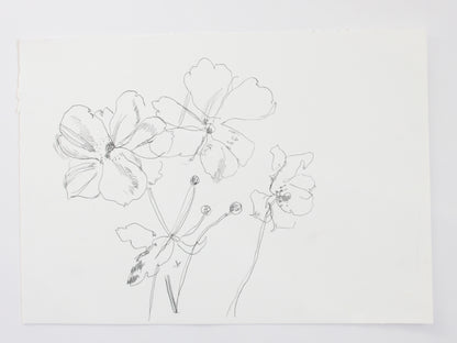 Kew Rose Line Drawing II