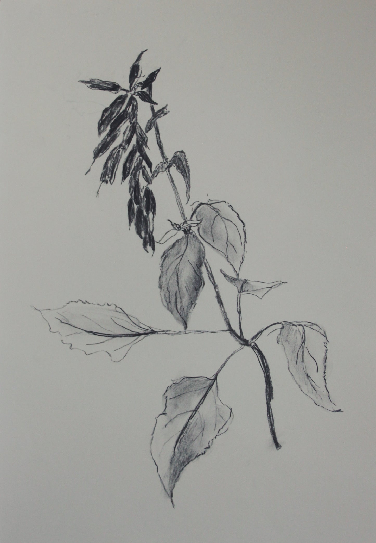 Salvia Charcoal Drawing