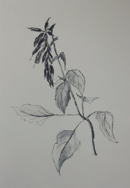 Salvia Charcoal Drawing
