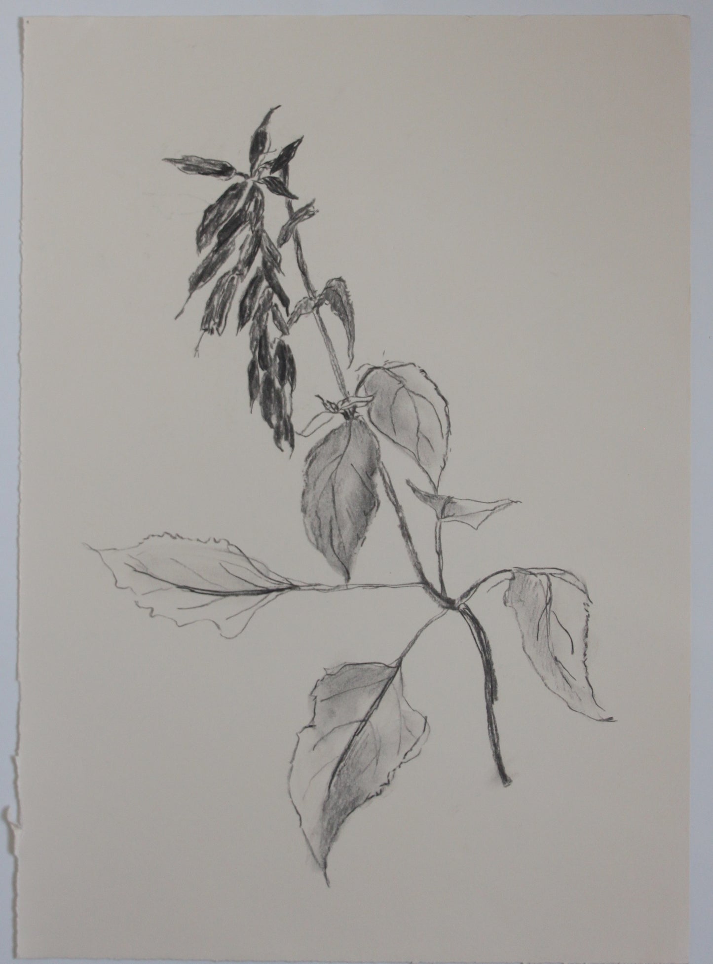 Salvia Charcoal Drawing