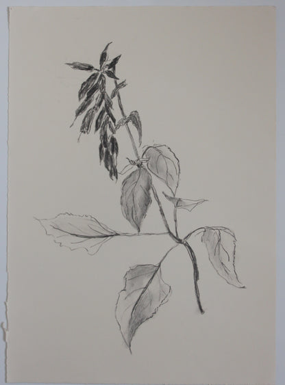 Salvia Charcoal Drawing