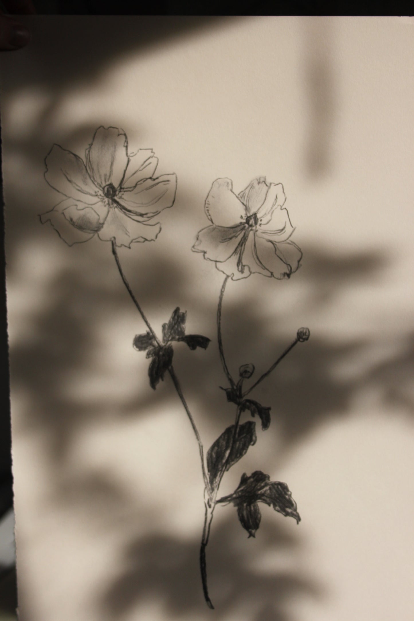 Anenome Charcoal Drawing