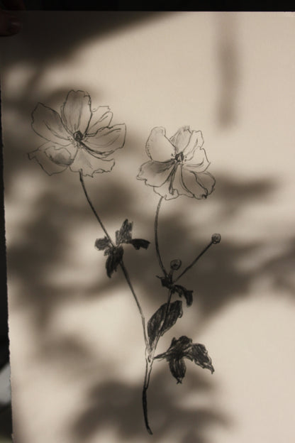 Anenome Charcoal Drawing