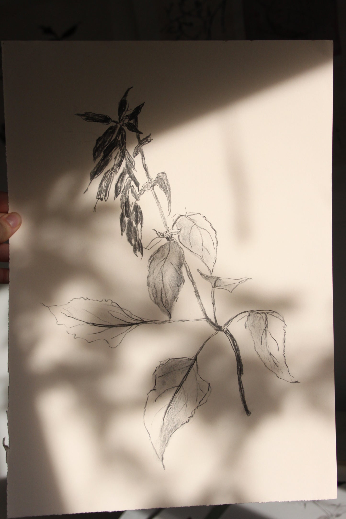 Salvia Charcoal Drawing