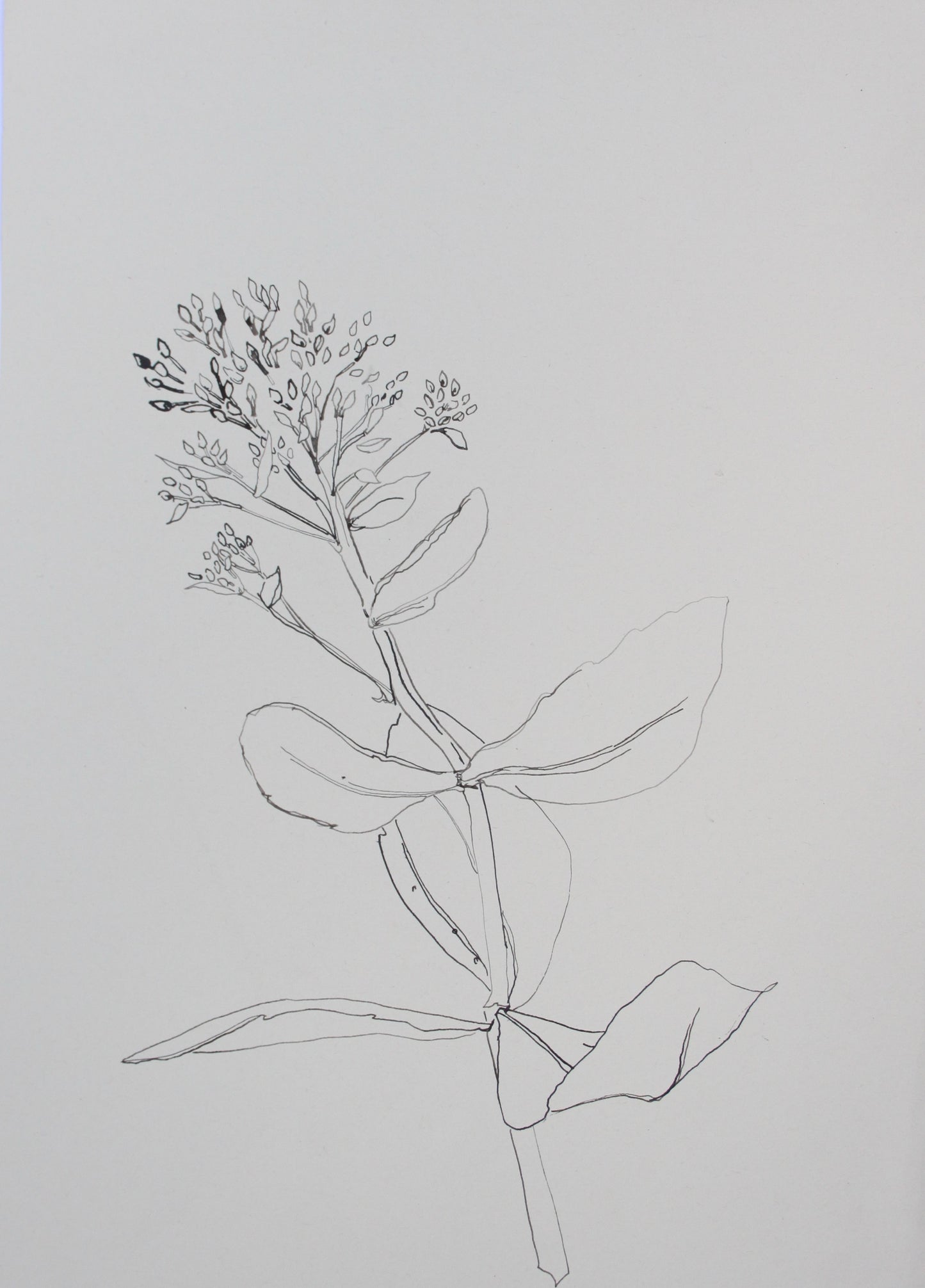 Sedum