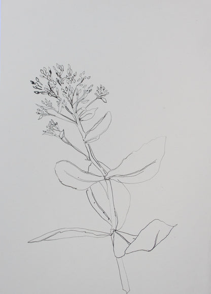 Sedum