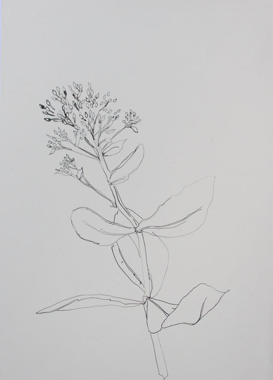 Sedum