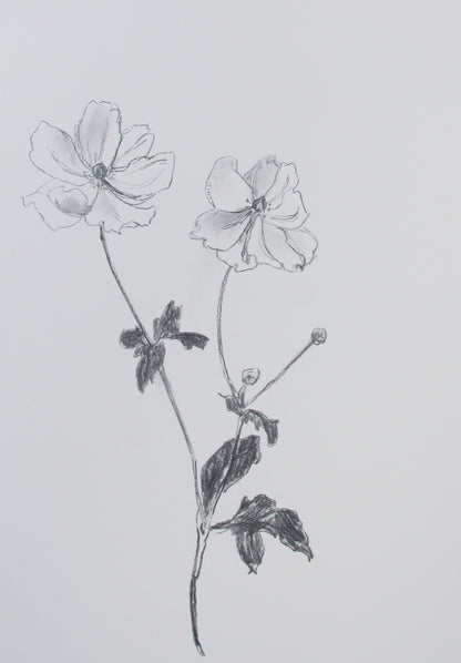 Anemone Charcoal Drawing
